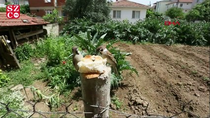 Serçelerin "ekmek kavgası" anbean görüntülere yansıdı
