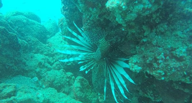 Zehirli balık türleri dalış merkezlerini endişelendiriyor