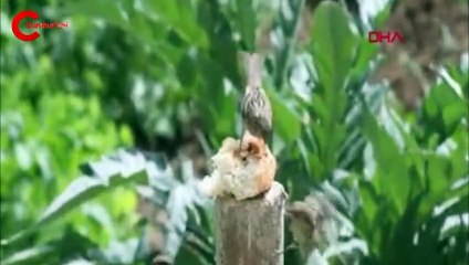 Serçelerin ekmek kavgası kamerada