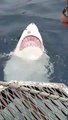Un grand requin blanc filmé en train de nager sur le dos, du jamais vu