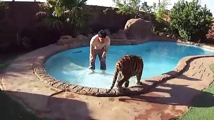 Il se baigne avec son tigre de compagnie
