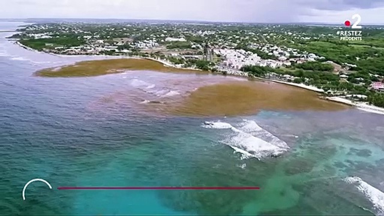 Guadeloupe : retour des algues sargasses sur le littoral