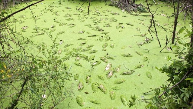Baraj göletinde yüzlerce balık öldü
