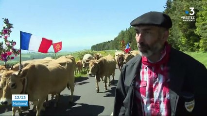 Aubrac : les transhumances en période de coronavirus