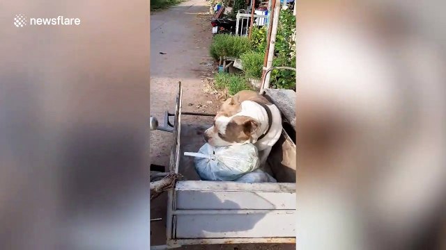 Clever pet dog helps family by carrying bags of rubbish onto trailer to take to recycling centre