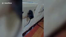 Mouse gets stuck in internet port after being caught stealing food and running away