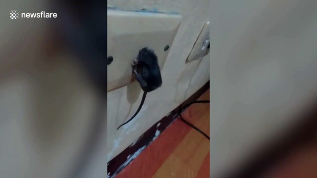 Mouse gets stuck in internet port after being caught stealing food and running away