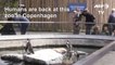 Copenhagen zoo reopens to visitors after lockdown