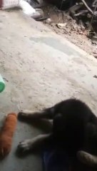 German shepherd dog |lovely cute dog |