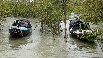Amphan aftermath: Seawater destroys farmland in Sundarbans