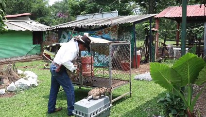 Pandémie et Quarantaine : deux petits pumas nés dans un zoo au Mexique