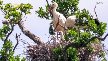 It’s Been 600 Years Since This Animal Was Born in Britain, Until Now