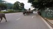 Traffic jam in Vietnam as water buffalo casually cross road