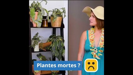 12 Astuces de Génie Pour Vos Plantes d'Intérieur.