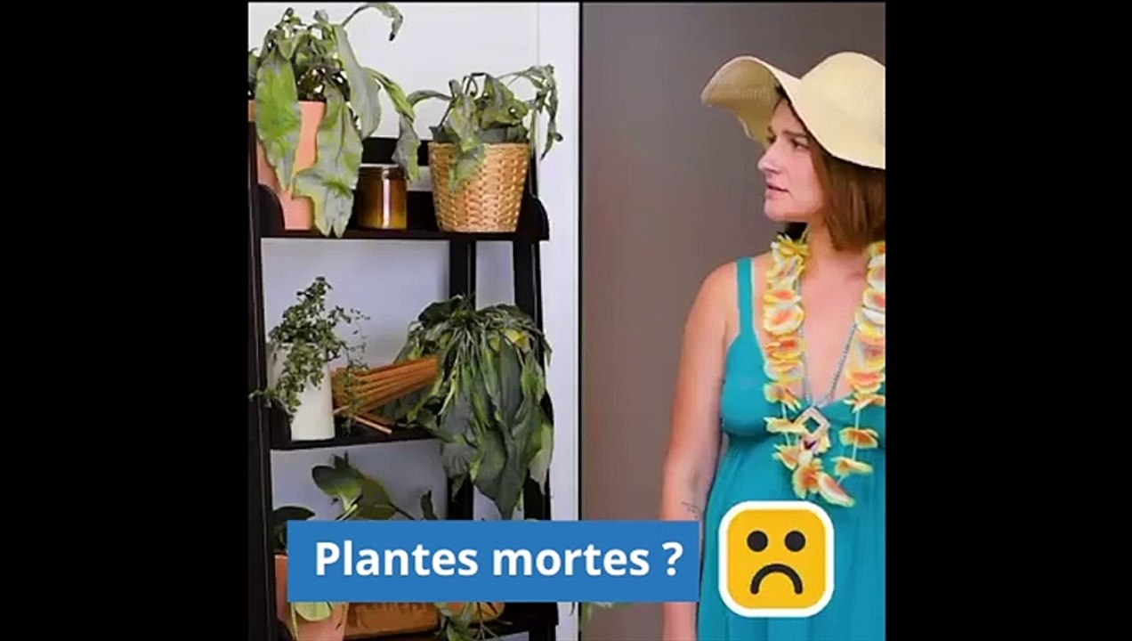 12 Astuces de Génie Pour Vos Plantes d'Intérieur.