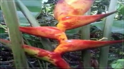 EXCEPTIONNEL A CEDER FENUAIHERE TEAHUPOO PARCELLE DE 5 HECTARES BORD DE MER