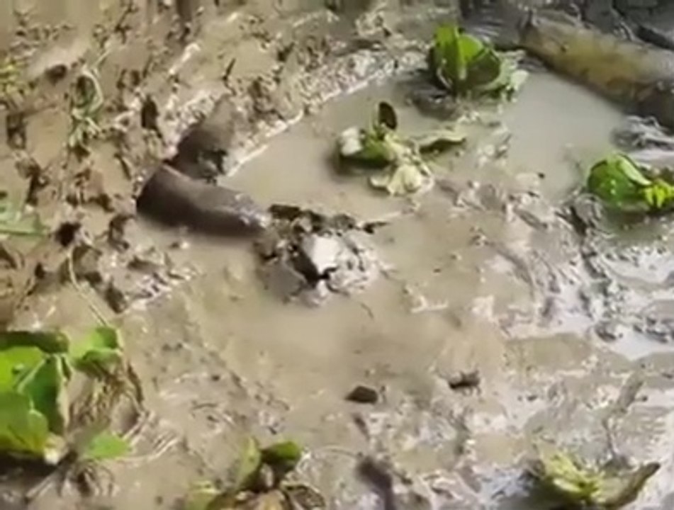 How fish eat fish | how do fish eat other fish | how big fish eat small fish | how do fish eat other fish whole