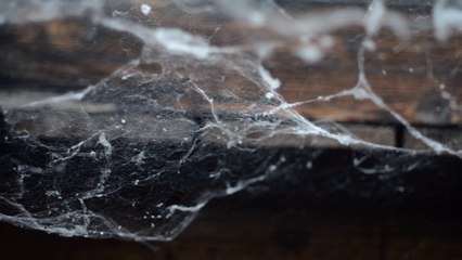 5 Ways To Get Rid Of Spider Web In House