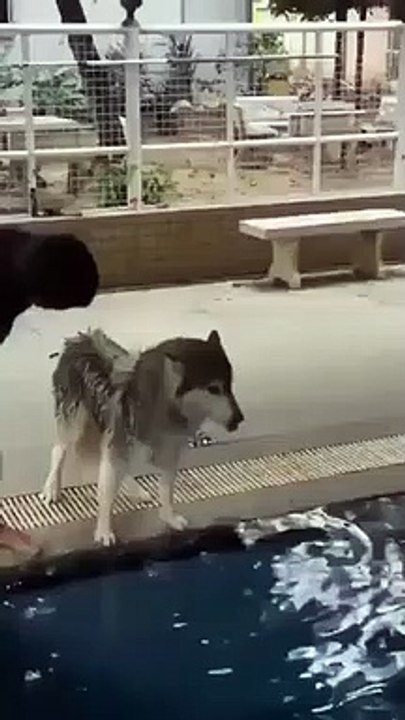 O primeiro mergulho de um husky que tem medo da água