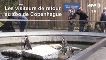 Covid-19: Les visiteurs de retour au zoo de Copenhague