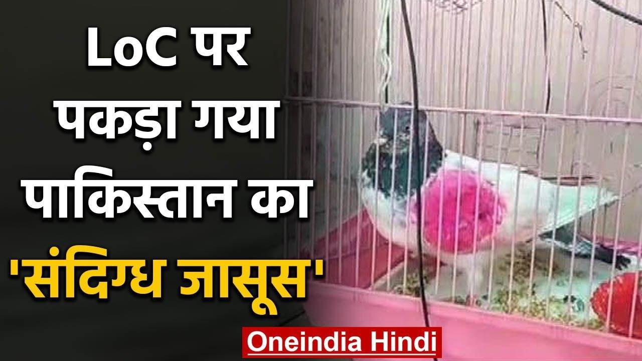 Jammu-Kashmir: Border पर पकड़ा गया Pakistan का Spy pigeon पंजे में है Coding | वनइंडिया हिंदी