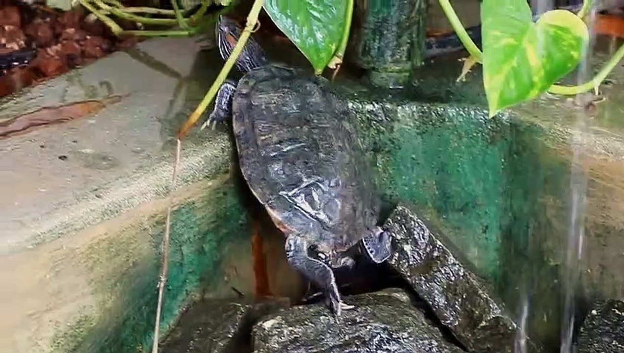 Ocean Zen Suites - Eco Luxury Boutique hotel Playa del carmen Mexico