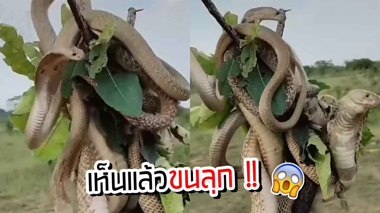 ขนลุกซู่ !! เปิดคลิปแปลก ต้นไม้รังงู พันยั้วเยี้ย บนต้นไม้ท่อนเดียว