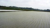 Raining in the Rice Fields of Japan