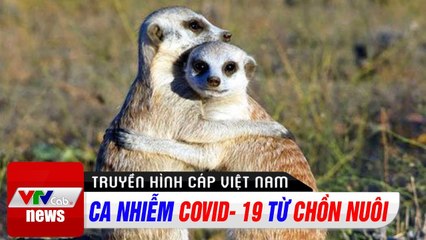 Ca nhiễm Covid- 19 từ chồn nuôi  Tin tức thời sự VTV1 hôm nay