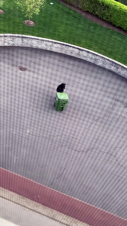 Bear Discovers Meals on Wheels