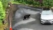 Bear Scared Away by Screams After Opening Car Door