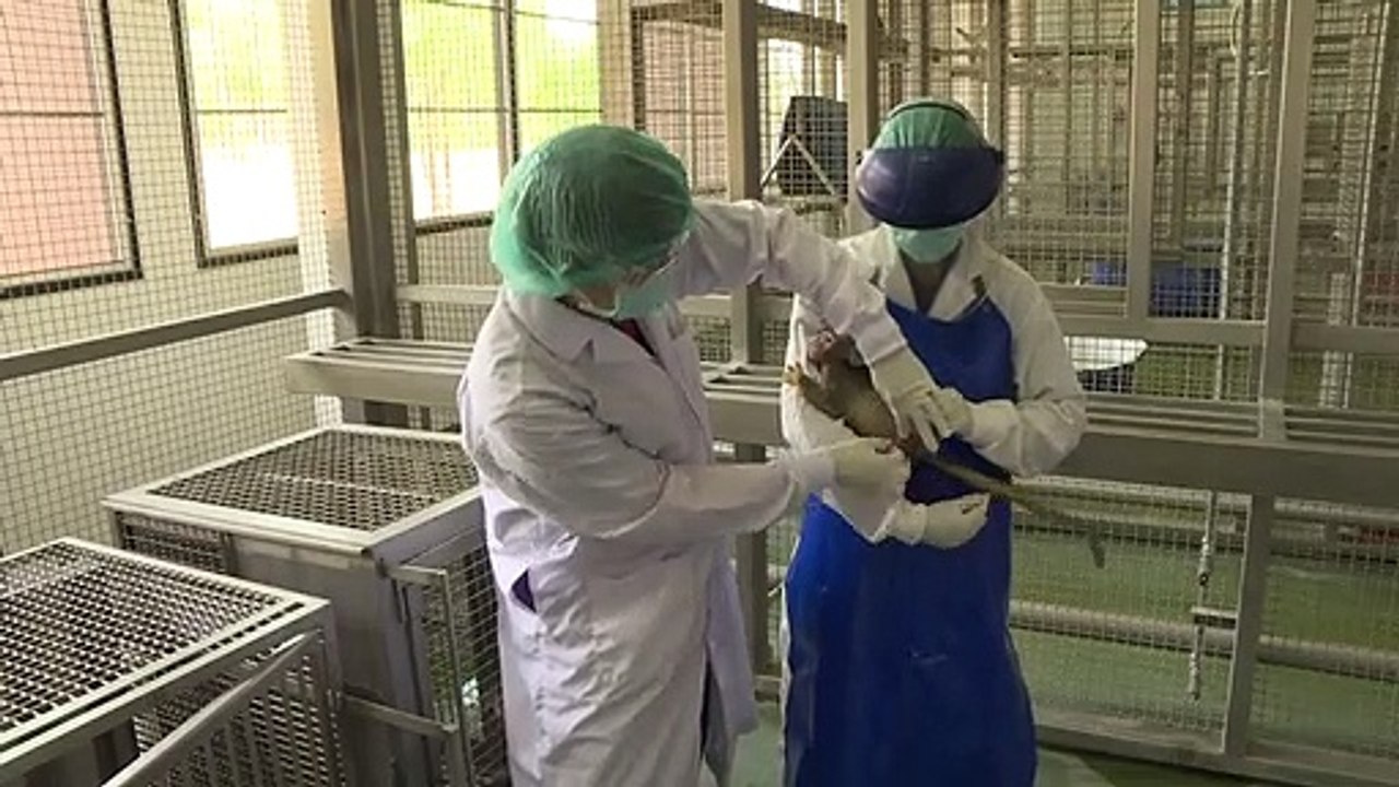 Thailand testet Corona-Impfstoff an Affen
