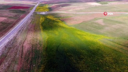 Karlı dağların eteklerinde çiçek açan yaylalar hayran bıraktı