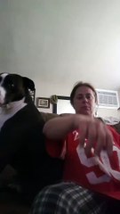 When 85lb, Bruno the pitbull, wants to drop back to your lap and STAY there?