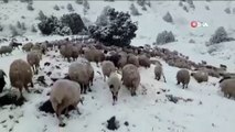 Koyunlarını Yaylaya Çıkaran Vatandaşa Mayıs Ayında Kar ve Tipi Sürprizi