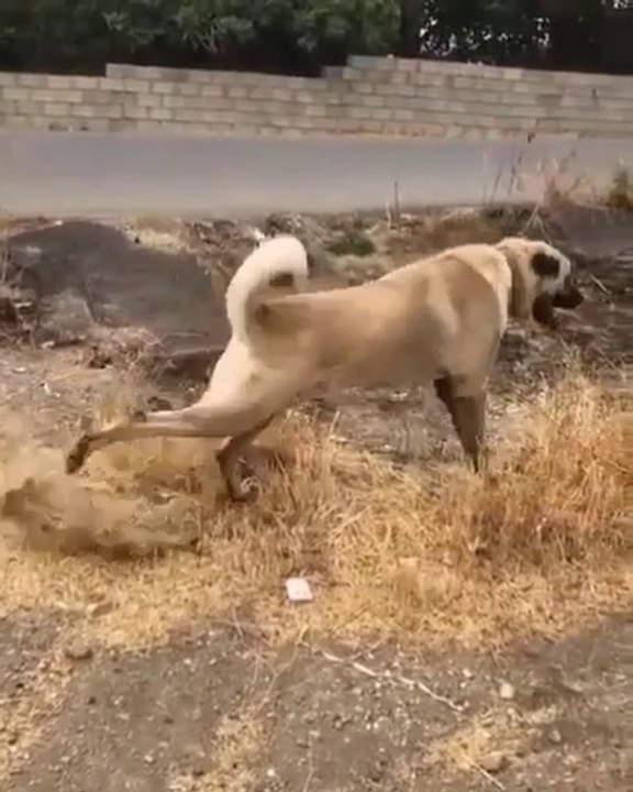 SiMiT KUYRUK 4*4 KANGAL KOPEGi - 4*4 KANGAL SHEPHERD DOG