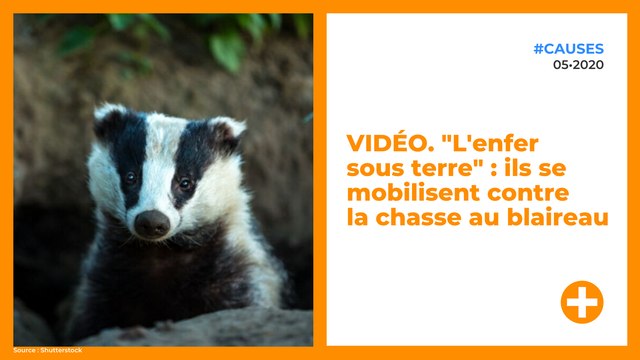 VIDÉO. Des chasseurs chantent en massacrant un petit : ils dénoncent la chasse au blaireau