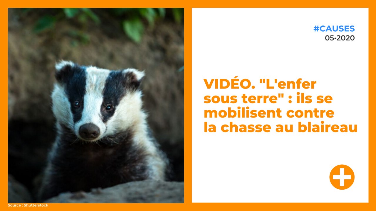VIDÉO. "Des chasseurs chantent en massacrant un petit" : ils dénoncent la chasse au blaireau