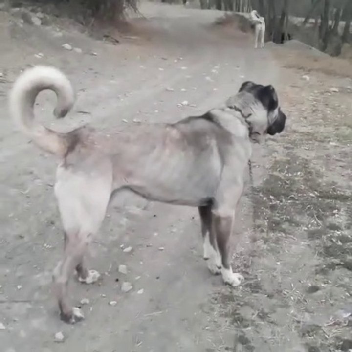 ANADOLU COBAN KOPEGi ASAYiS GOREViNDE - GiANT ANATOLiAN SHEPHERD DOG