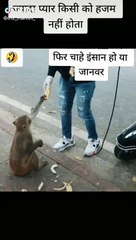 أذكى قرد فى العالم -The Most smartest Monkey in the world