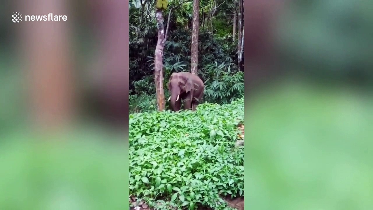 Fascinating footage shows elephant standing on hind legs to pluck jackfruit in southern India