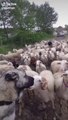 KANGAL KOPEGi ve KOYUNLAR KUTSAL GOREV YOLUNDA - KANGAL SHEPHERD DOG and SHEEPS at MiSSiON