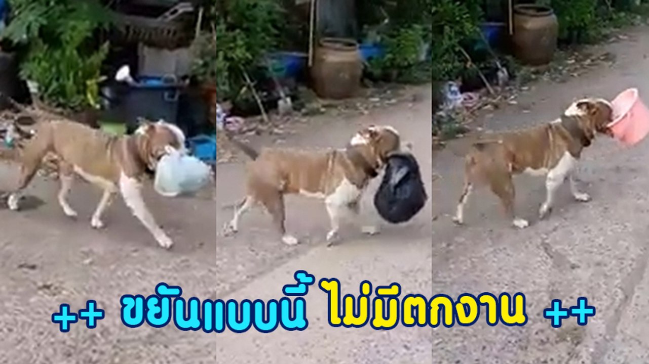 ขยัน ทำงานหนักได้ ไม่เลือกงาน มีใครสนใจจะจ้างผมมั้ยครับ