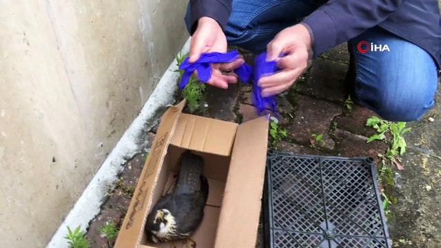 Kargaların saldırdığı kerkenezi polis ekipleri kurtardı