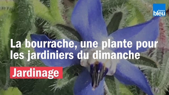 Roland Motte, jardinier : la bourrache, une plante pour les nuls