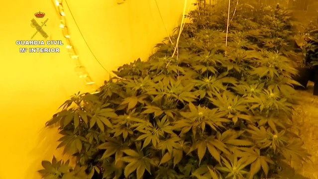 Detenidos tres miembros de un grupo criminal dedicado al tráfico de drogas