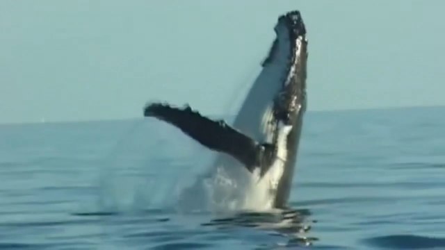 Le chant des baleines à bosse