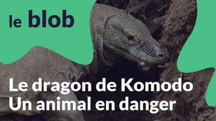 Le dragon du Komodo | Animaux en danger