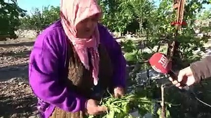 Mersin'de kuvvetli rüzgar; bahçeler ve bağlar zarar gördü