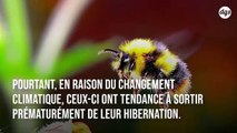 Des bourdons affamés s’attaquent aux feuille des plantes pour les faire fleurir tôt